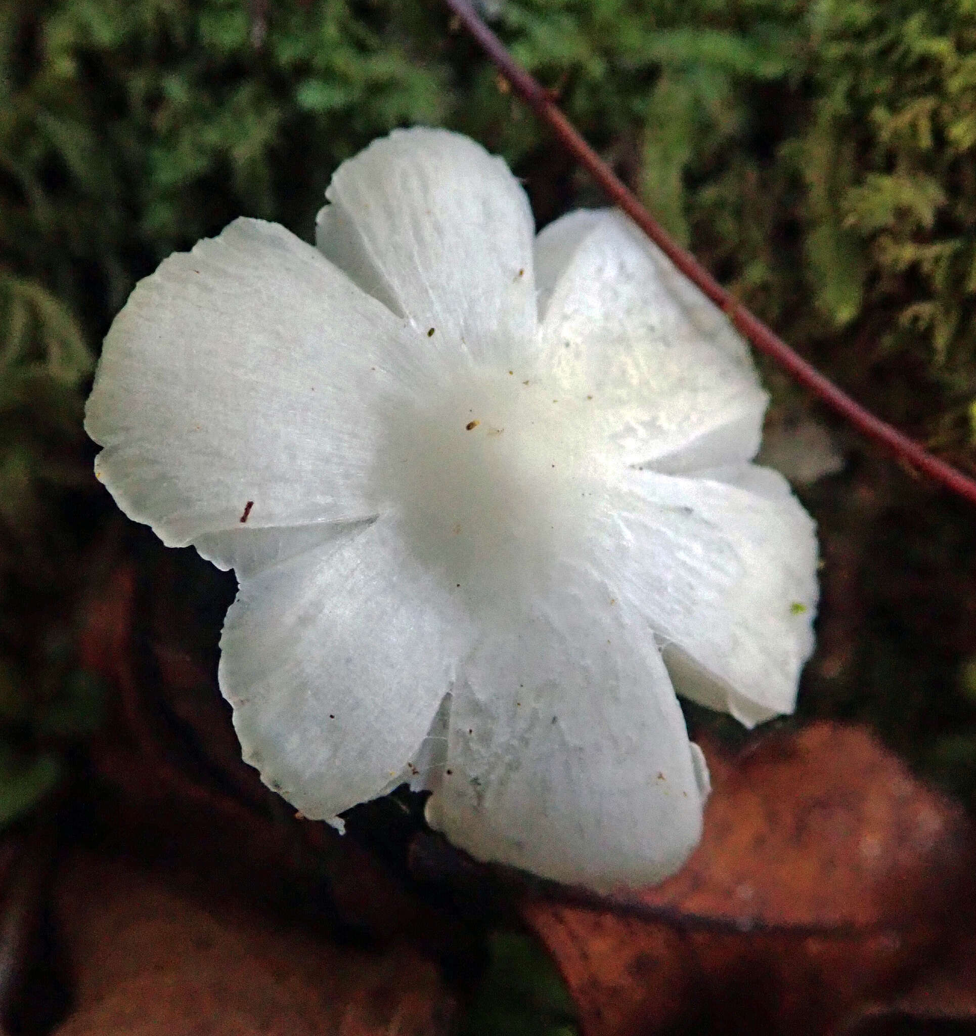 Image de Humidicutis mavis (G. Stev.) A. M. Young 2005