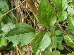 Imagem de Clematis polygama Jacq.