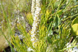 Image of Spatalla curvifolia Salisb.