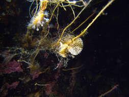 Image of Reteporella beaniana (King 1846)