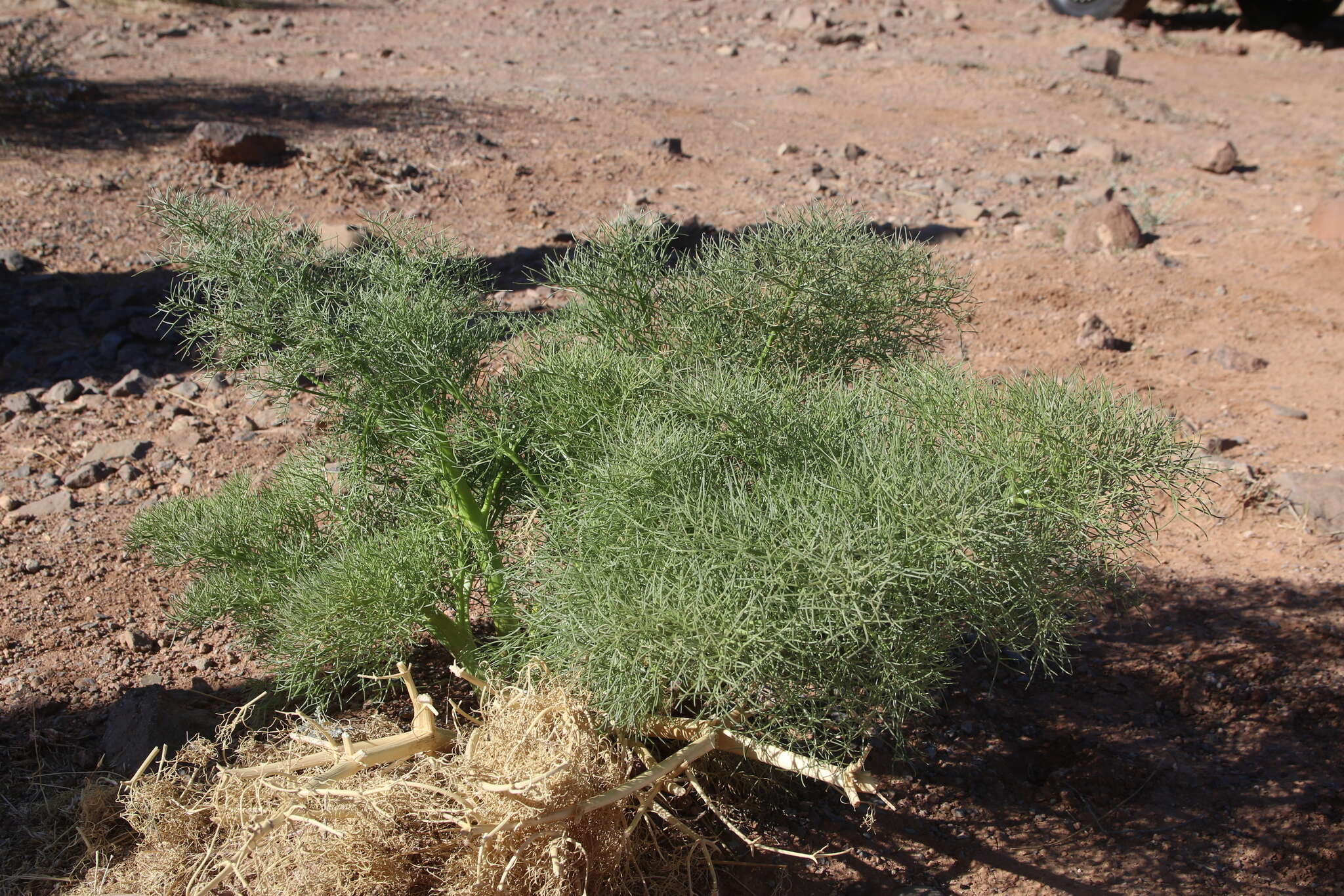 Image of Ferula sinaica Boiss.