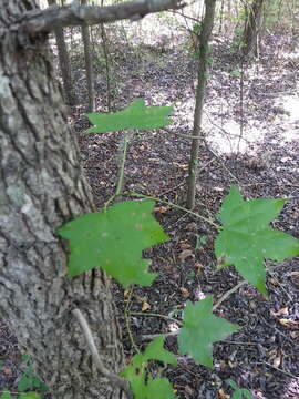 Image of American Sweetgum