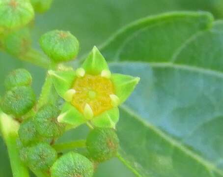 Image of Colubrina triflora Brongn.