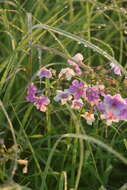 Imagem de Phlox glaberrima subsp. interior (Wherry) Wherry