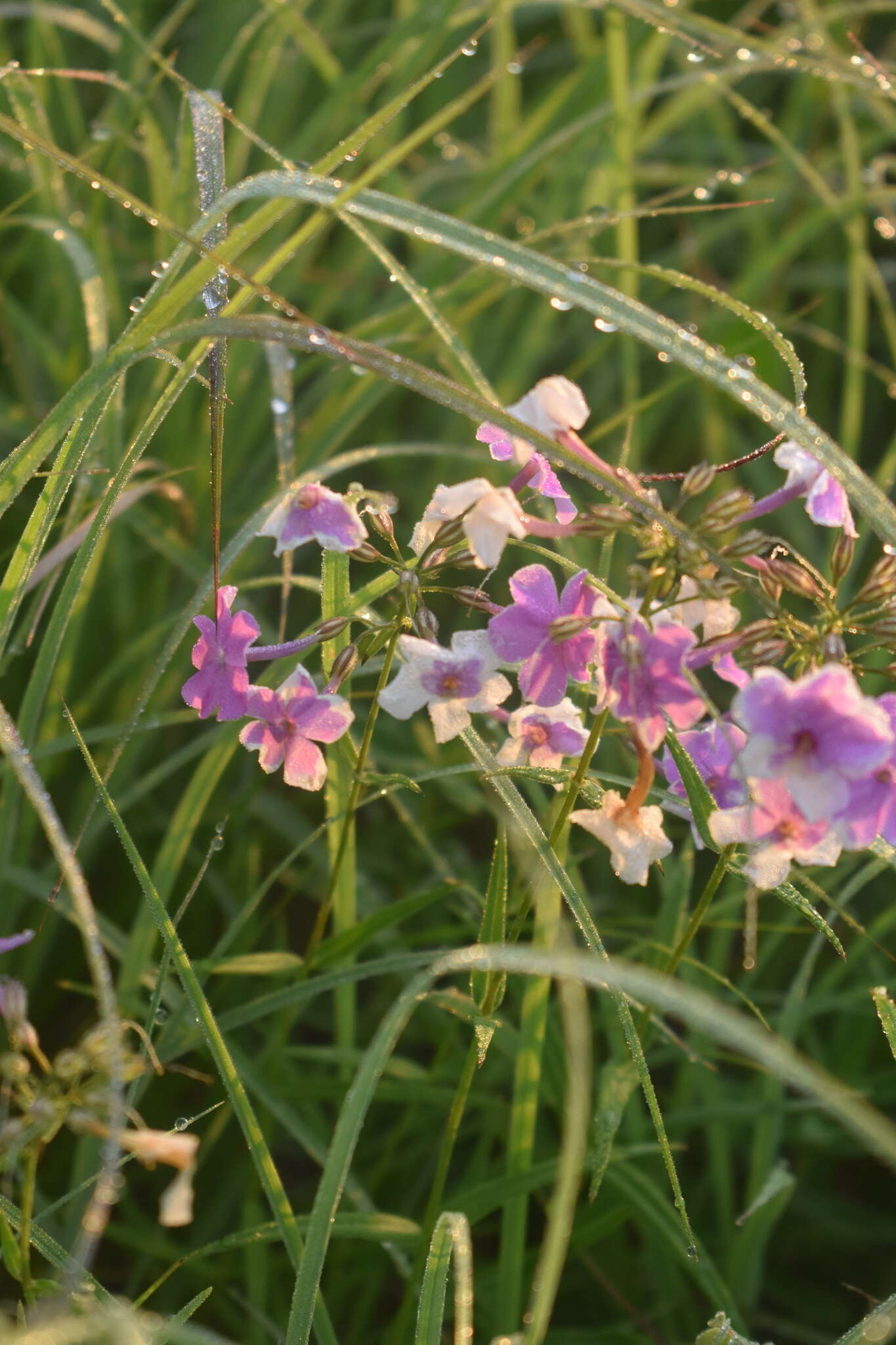 Imagem de Phlox glaberrima subsp. interior (Wherry) Wherry