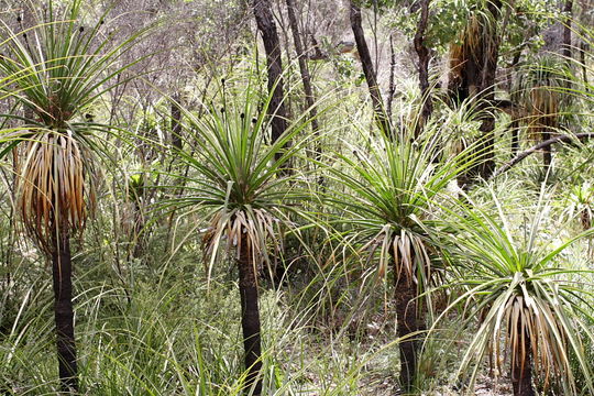 Image of <i>Dasypogon hookeri</i> J. Drumm.