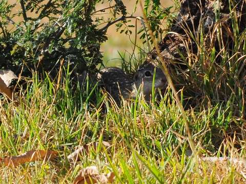 Image of Mexican Ground Squirrel