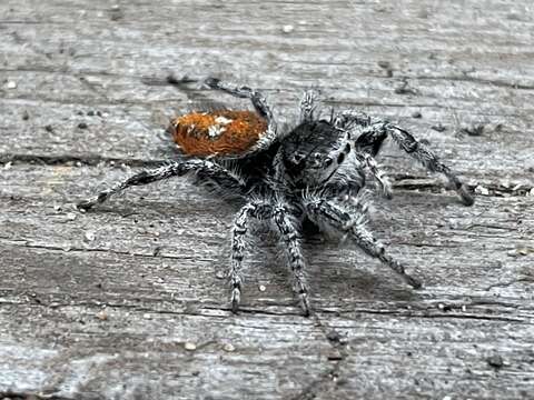 Image of Phidippus kastoni Edwards 2004