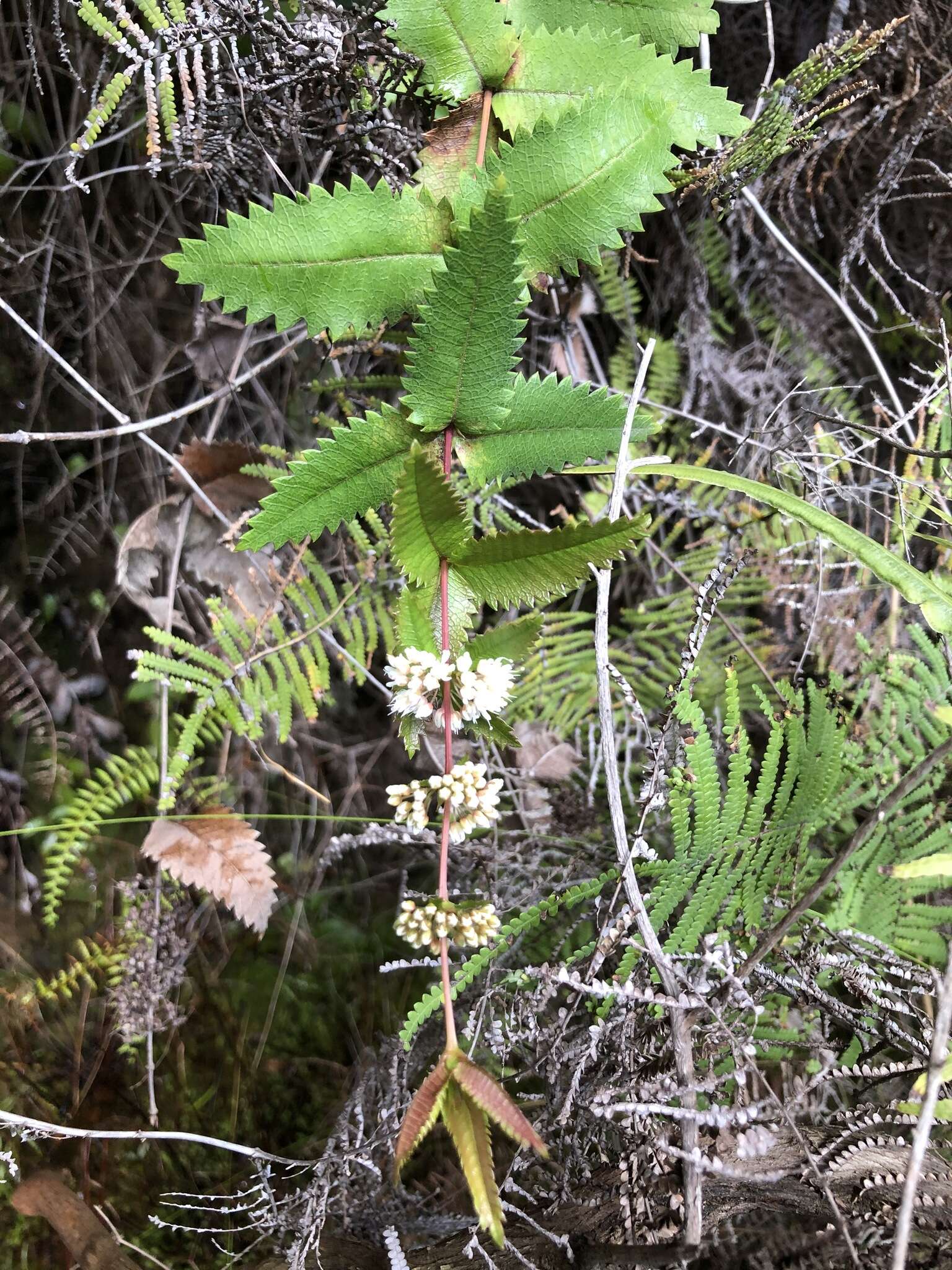 Слика од Acrophyllum