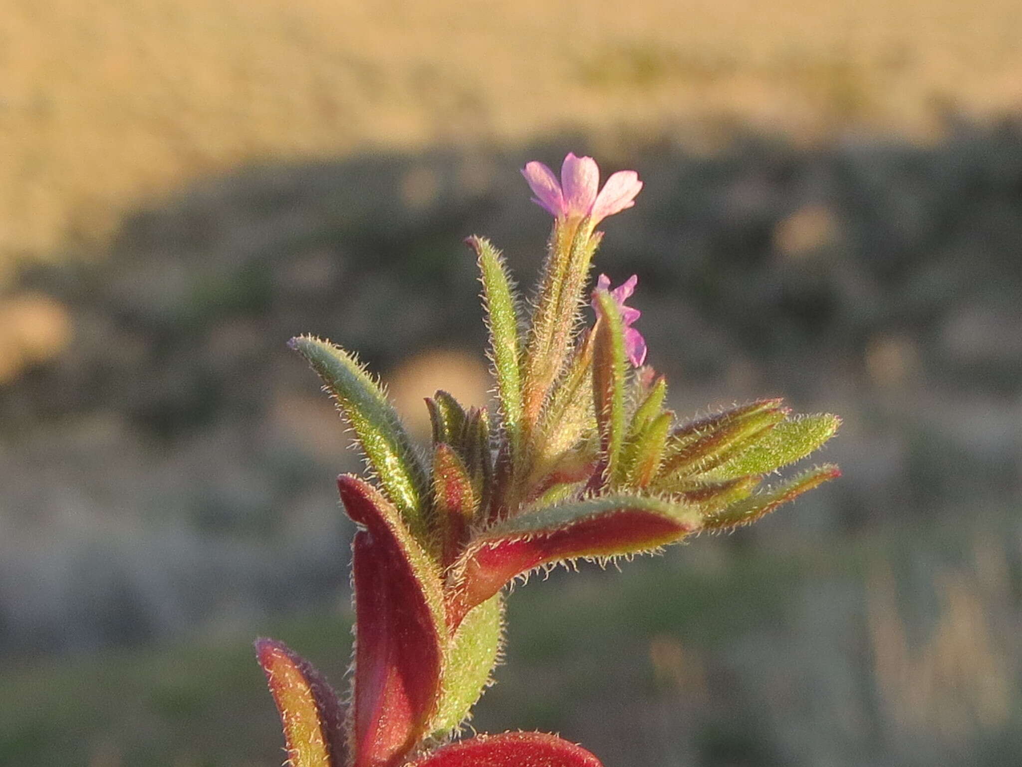 Image of slender phlox