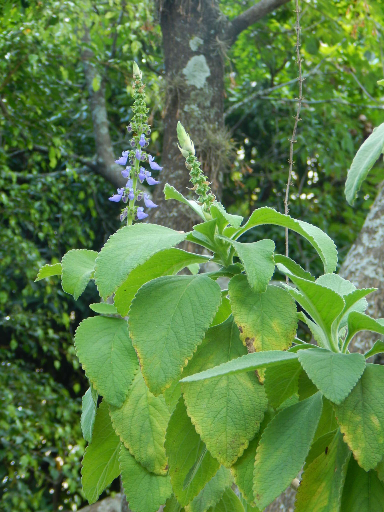 Imagem de Plectranthus barbatus Andrews