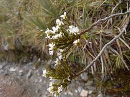 Image of Veronica hectorii subsp. hectorii