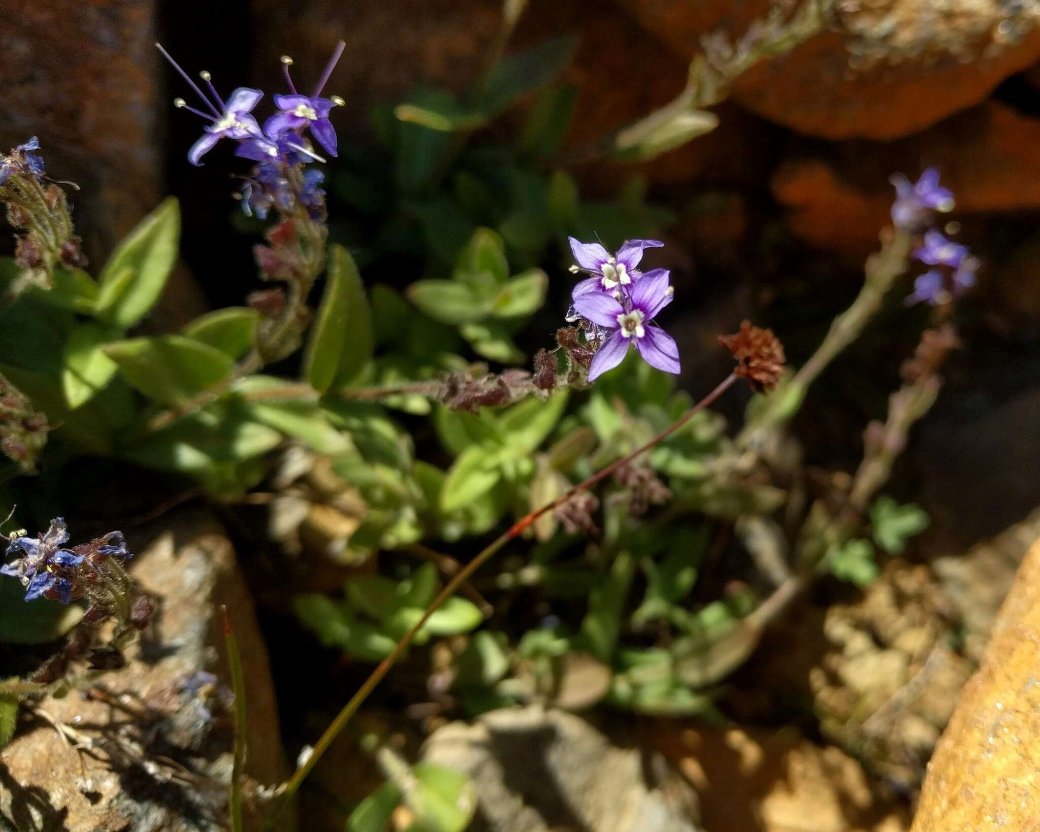 Image of Copeland's speedwell