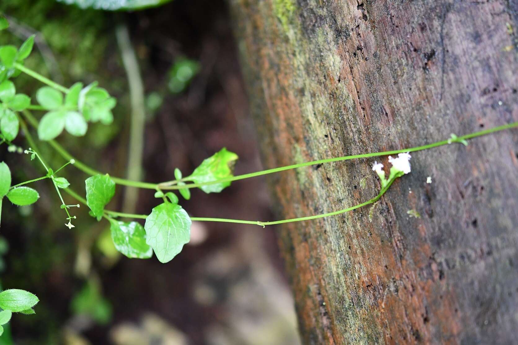 Image of Valeriana deltoidea F. G. Meyer