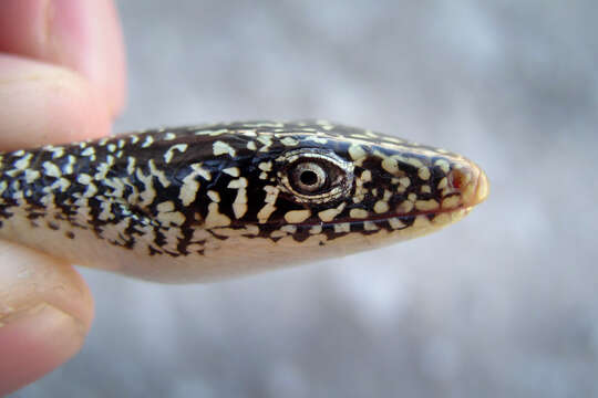 Image of Island Glass Lizard