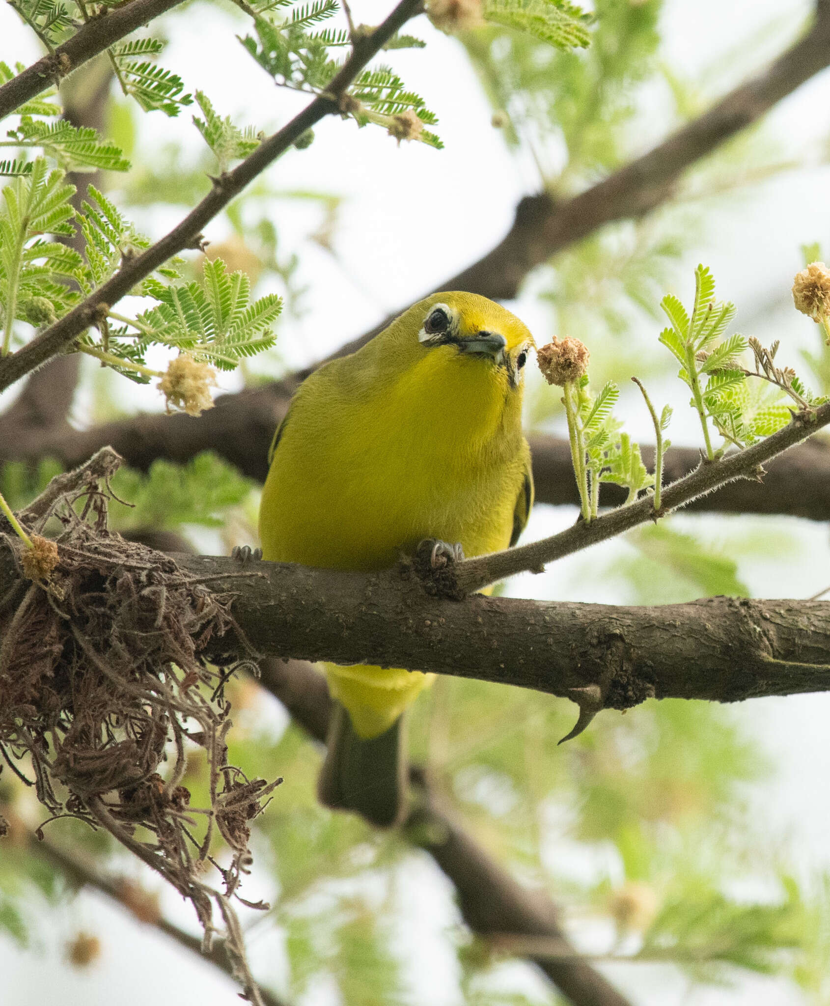 Image of Pale White-eye