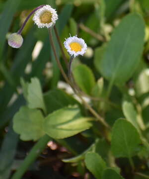 Image of Corpus Christi fleabane