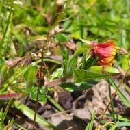 Plancia ëd Oenothera epilobiifolia Kunth