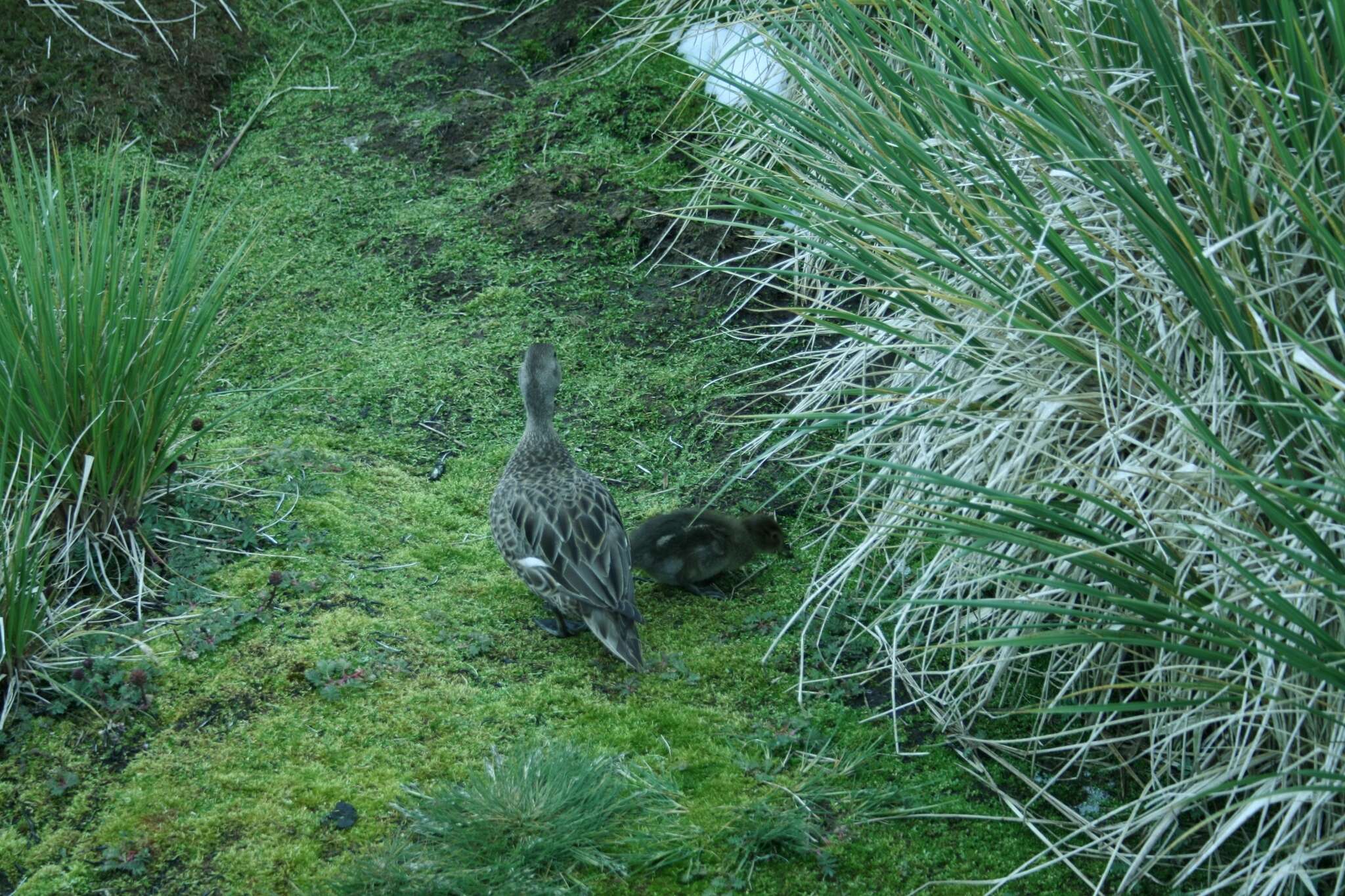 Image of Yellow-billed Pintail