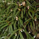 Image of Maxillaria macleei Bateman ex Lindl.