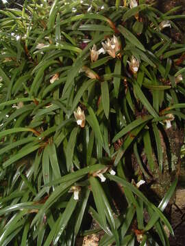 Image of Maxillaria macleei Bateman ex Lindl.