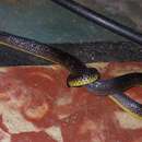 Image of Rosebelly Earth Snake