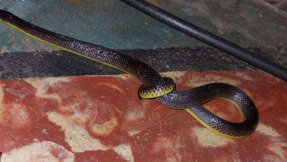 Image of Rosebelly Earth Snake