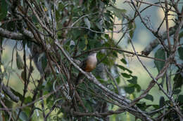 Image of Rufous-bellied Thrush