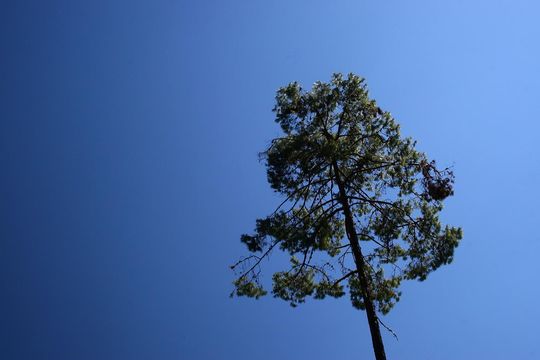 542.3020729439.580x360