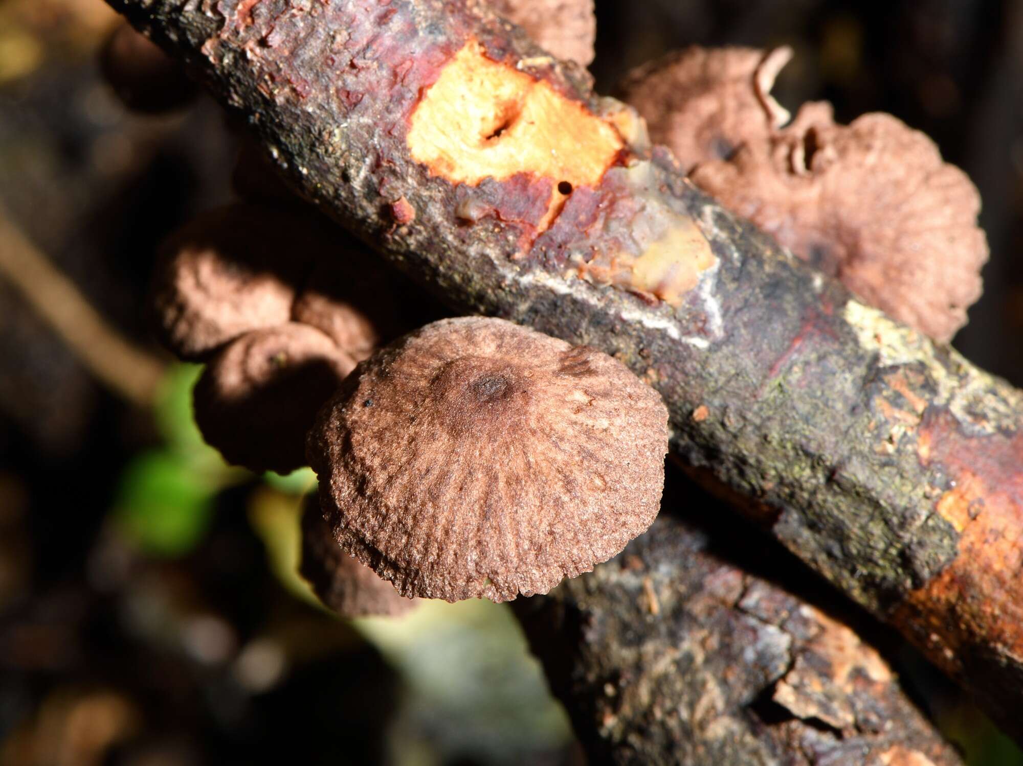 Imagem de Gymnopus ceraceicola J. A. Cooper & P. Leonard 2013