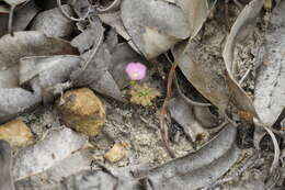 Image de Drosera pulchella Lehm.