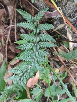 Image de Polystichum luctuosum (Kunze) T. Moore