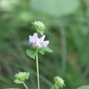 صورة Phlomoides maximowiczii (Regel) Kamelin & Makhm.