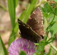 Image of Northern Cloudywing