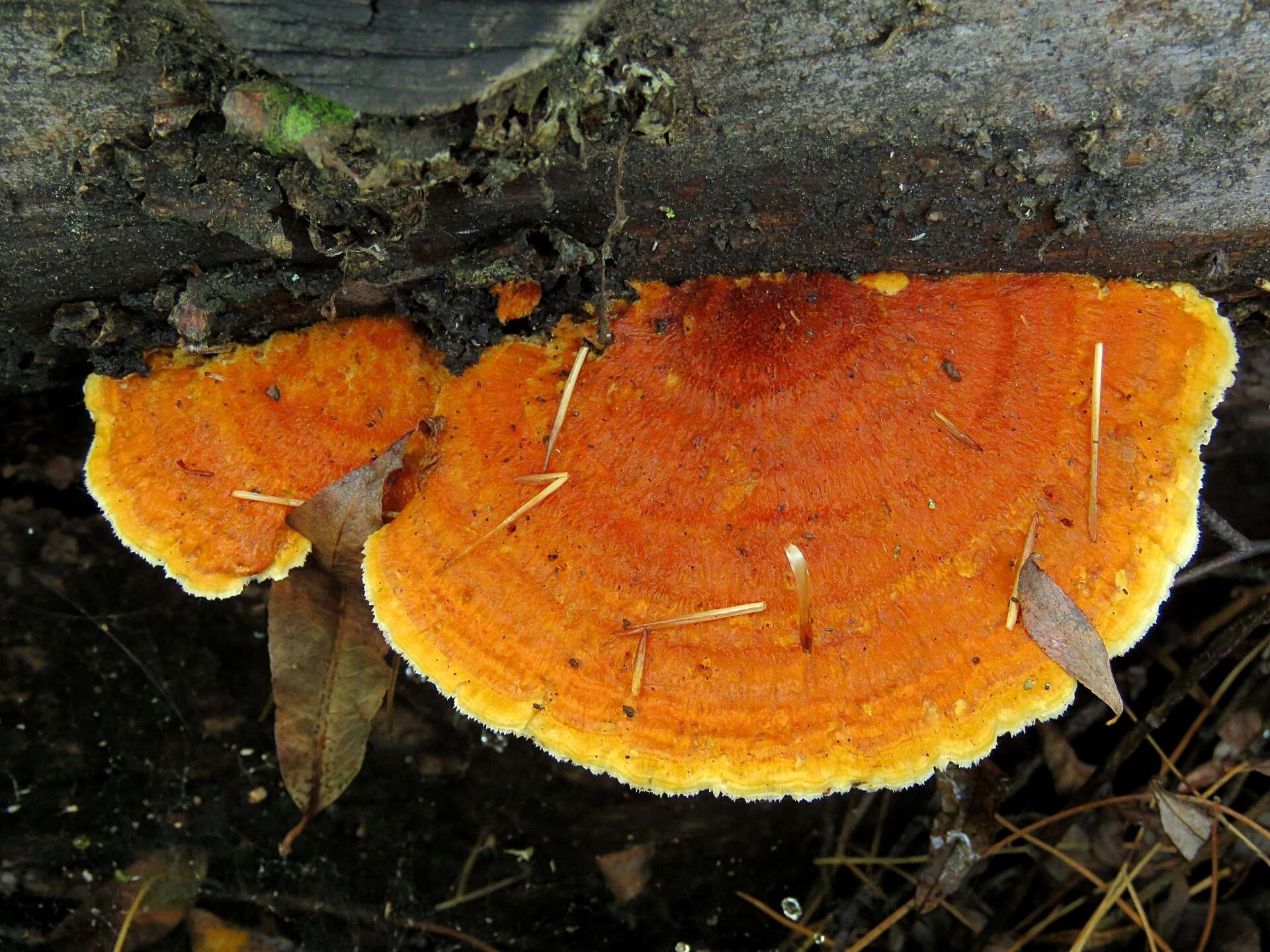 Image of Pycnoporellus fulgens (Fr.) Donk 1971