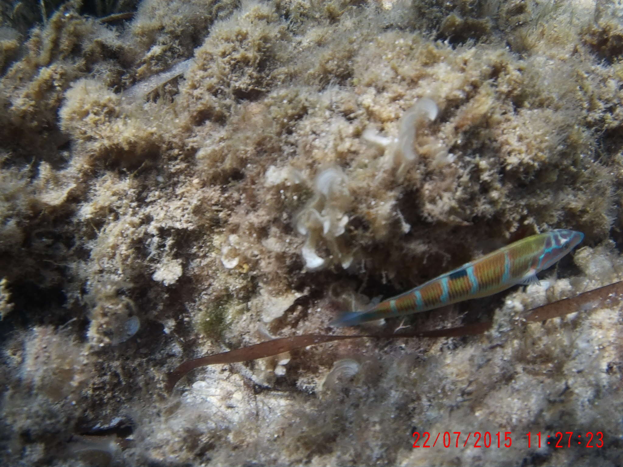 Image of Ornate Wrasse