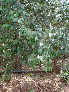 Image of Olea dioica Roxb.