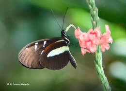 Image of Heliconius cydno weymeri