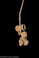 Image of Quercus laxa Liebm.