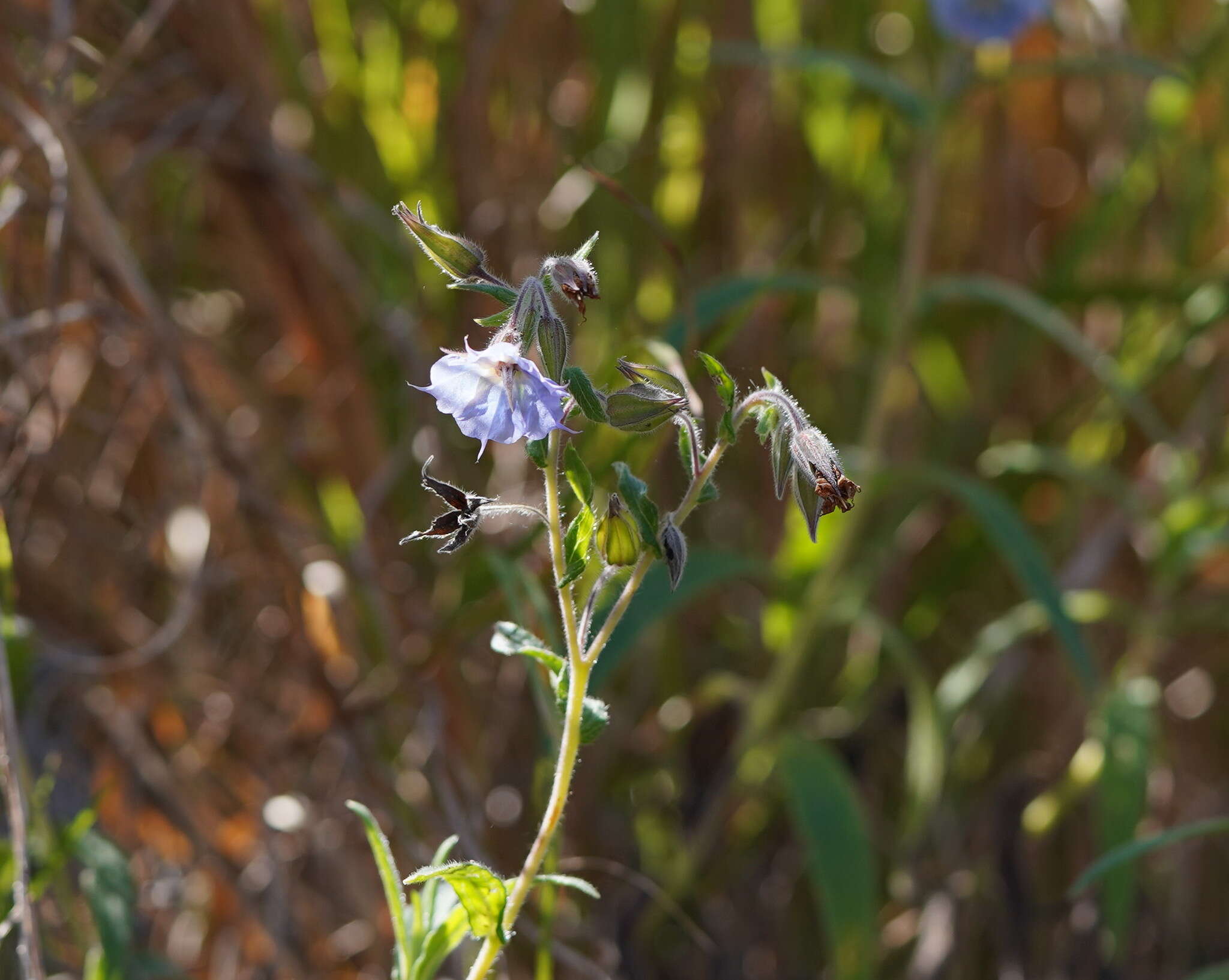 Image of Late weed