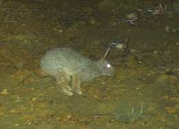 Image of Hewitt's Red Rock Hare