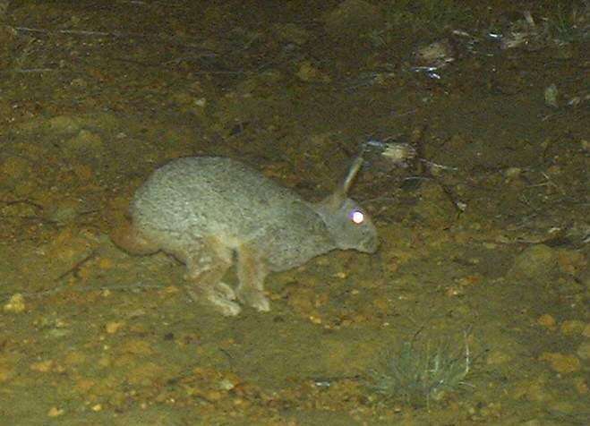 Image of Hewitt's Red Rock Hare