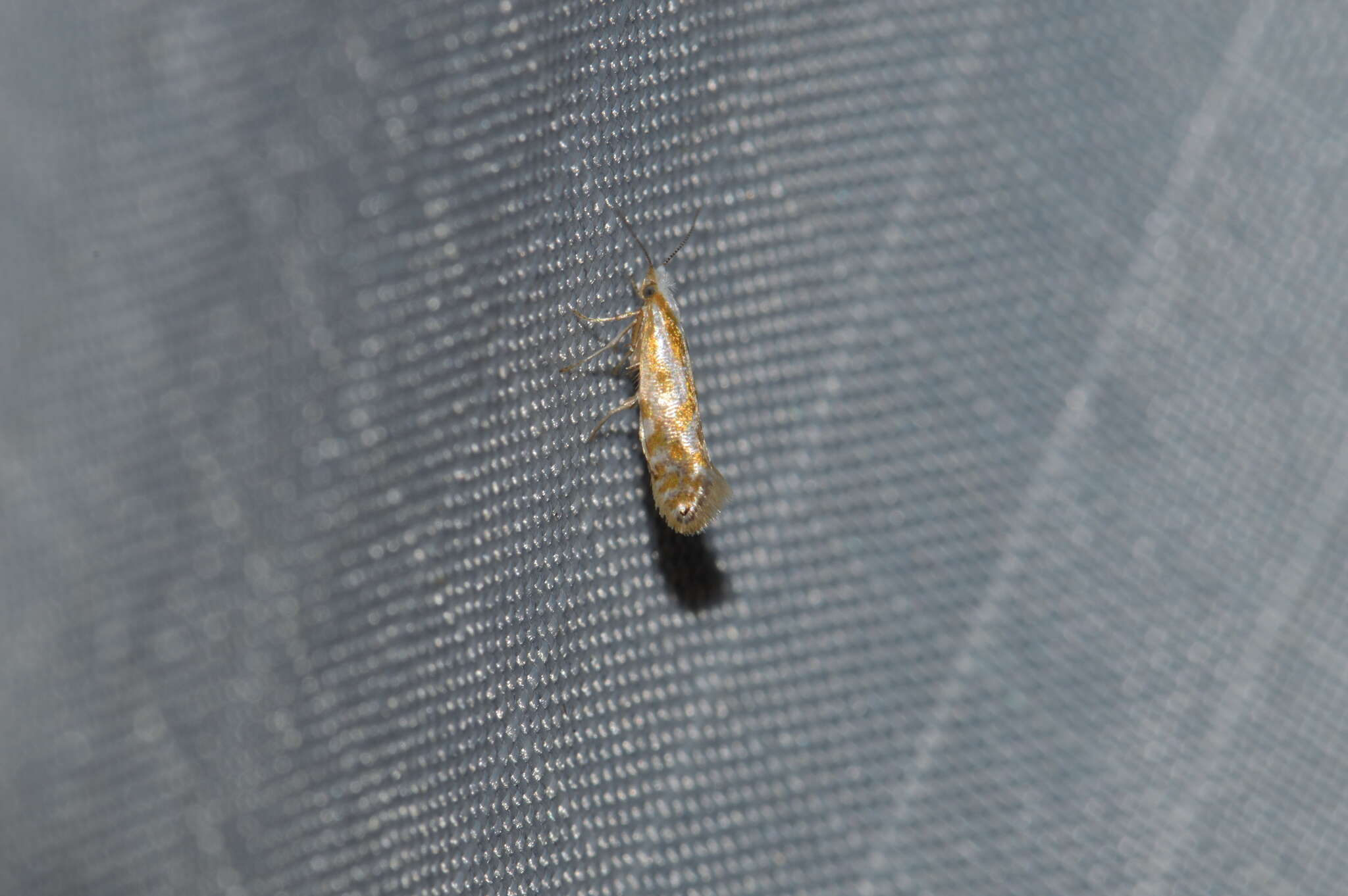 Image of Argyresthia canadensis Freeman 1972