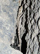 Image of Asia Minor Thin-toed Gecko