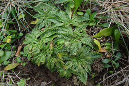 Image of Plantago triandra Bergg.