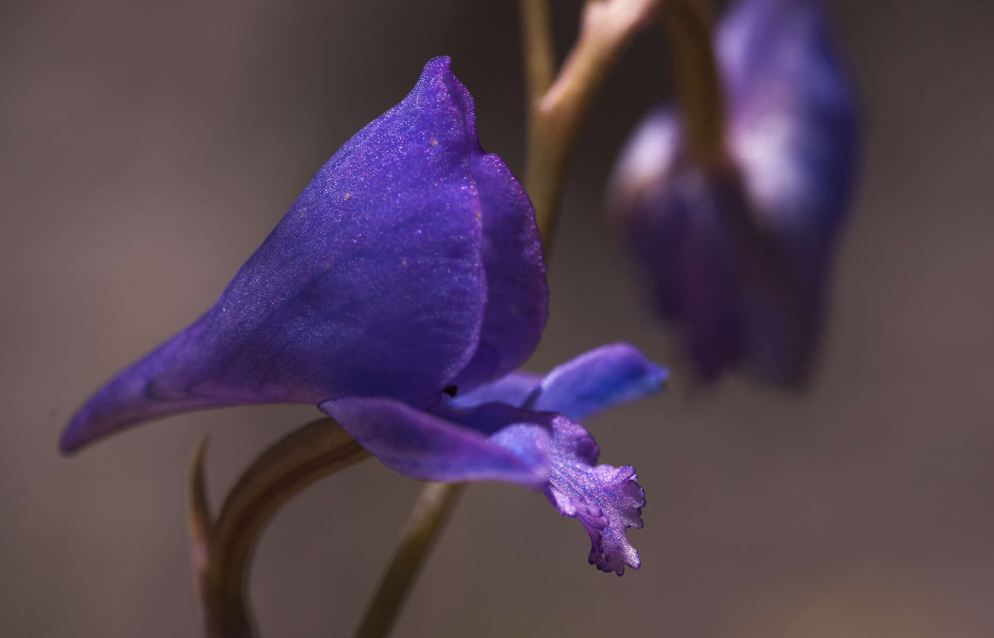 Image of Disa hians (L. fil.) Spreng.