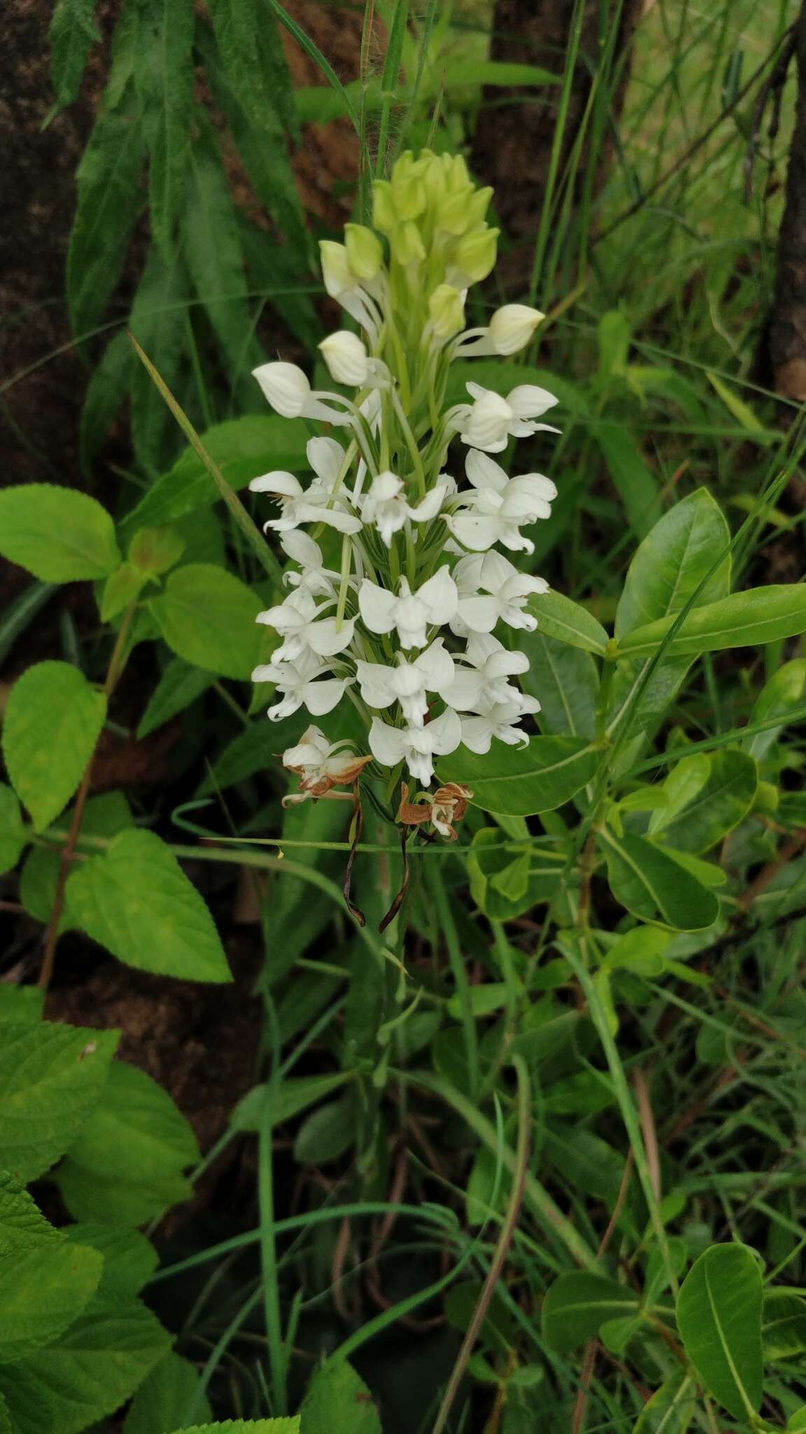 Imagem de Habenaria roxburghii Nicolson