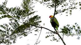 Image of Red-lored Parrot, Red-lored Amazon