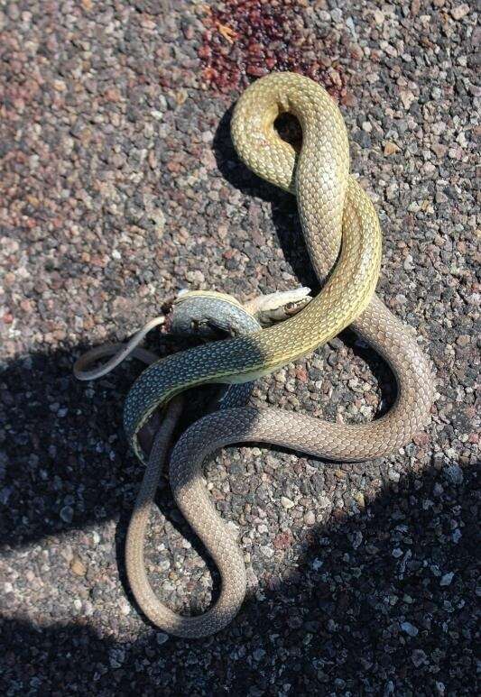 Image of Sonoran Whipsnake