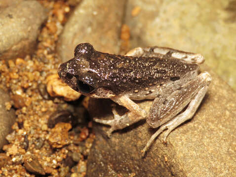 Image of Leptobrachella fritinniens (Dehling & Matsui 2013)